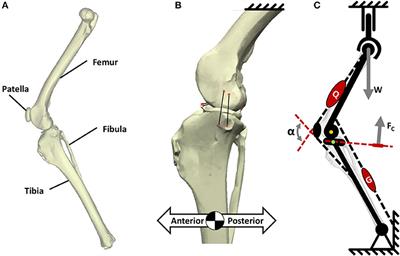 Frontiers | Surgical Treatments For Canine Anterior Cruciate Ligament ...